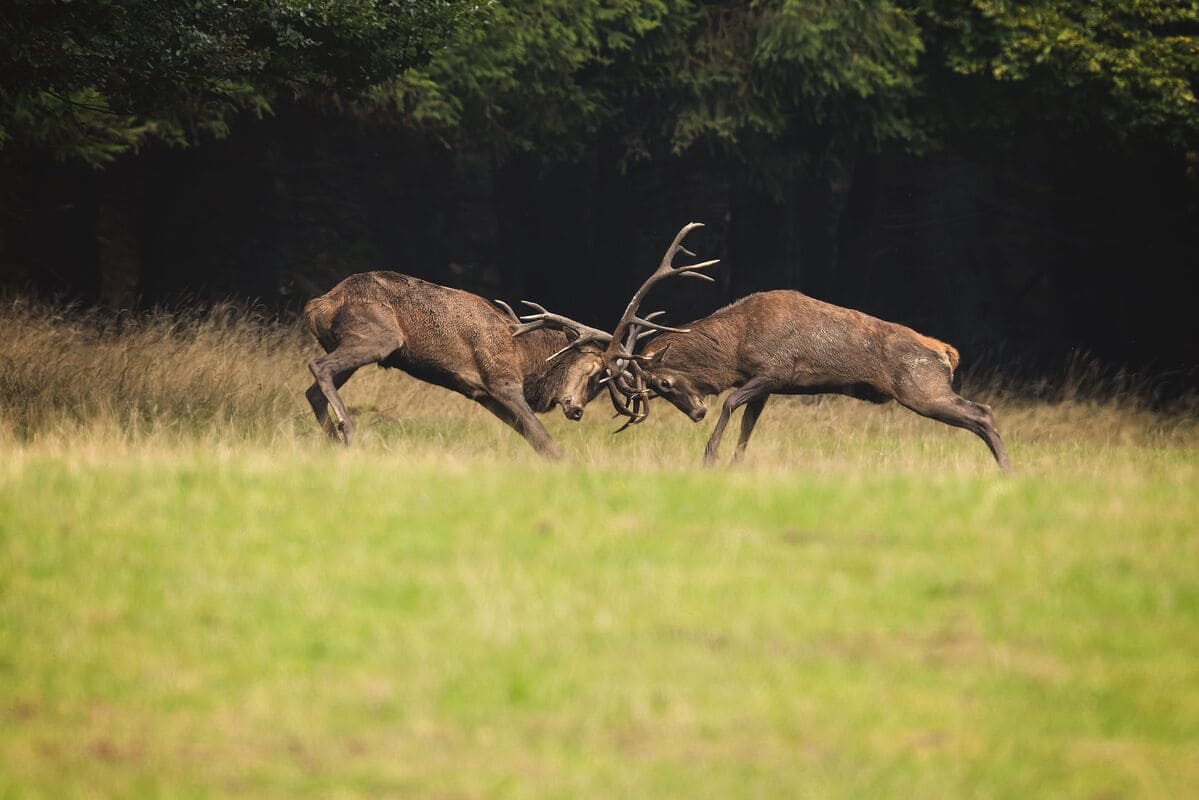 Batallas entre ciervos machos