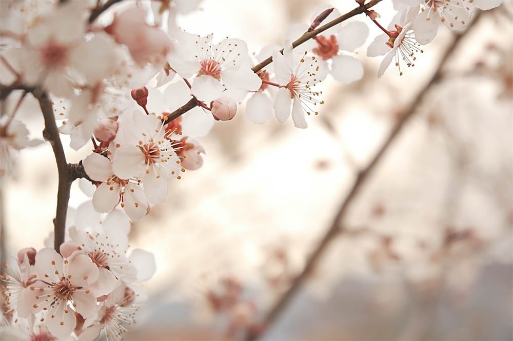 Día de Andalucía – Semana Blanca 2024 – Glamping en Córdoba – Experiencia de Almendros en flor y Maderoterapia