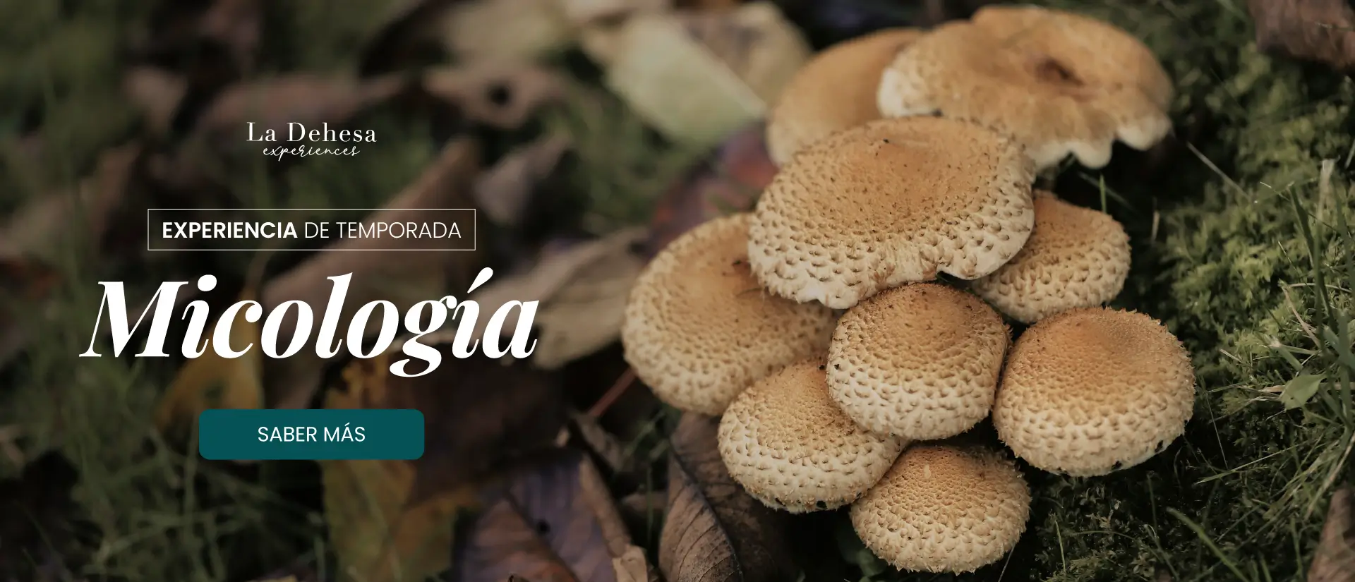 dehesa-banner-micology_2025