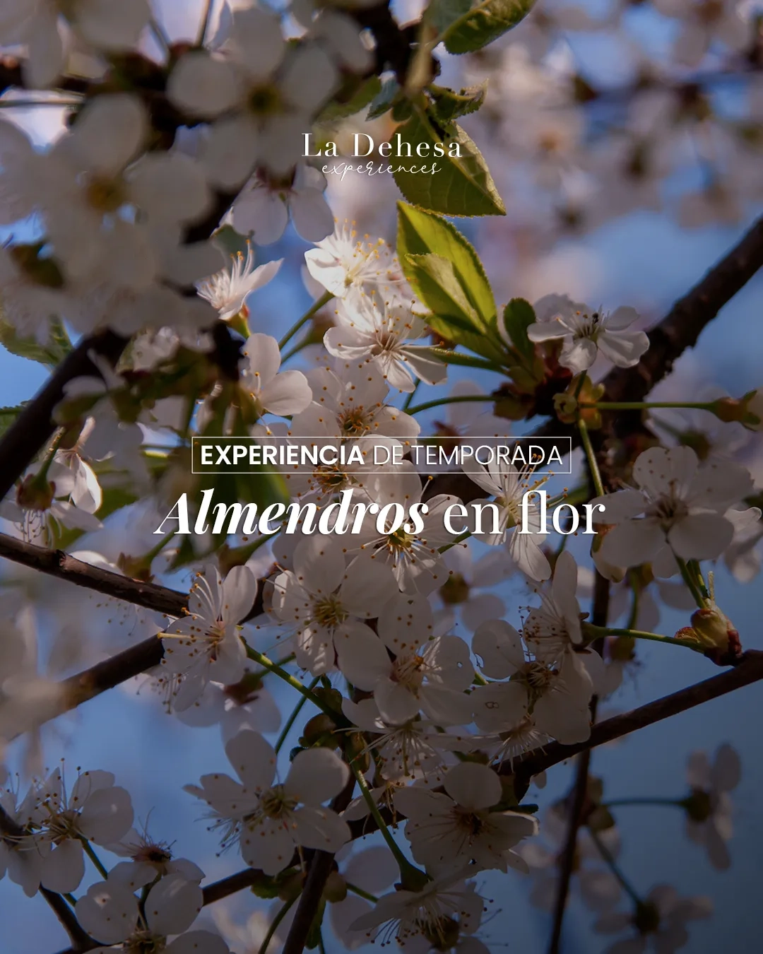 post-dehesa_almendros-flor