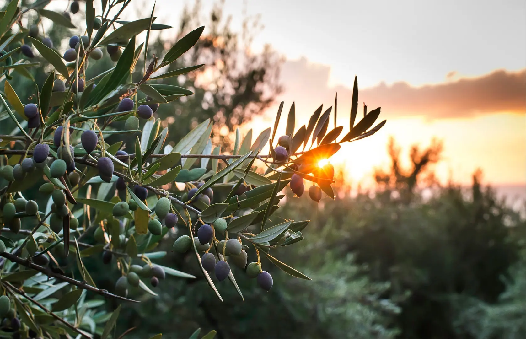 Cata de aceite de oliva: entiende y disfruta del oro líquido en Córdoba 1 Cata de aceite de oliva